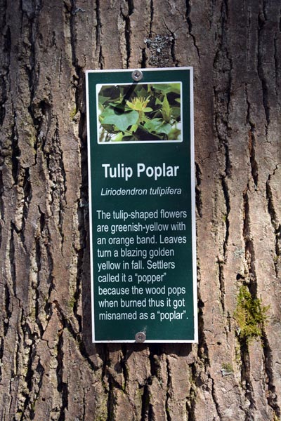 Tulip Poplar