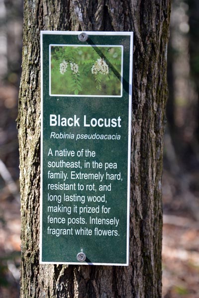 Black Locust