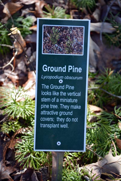 Ground Pine