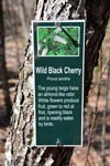 Wild Black Cherry