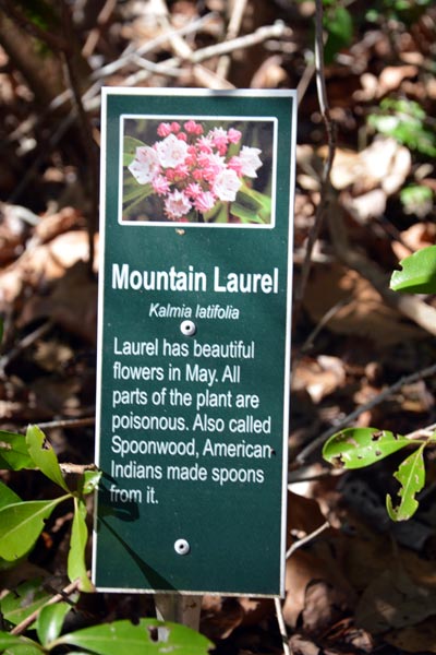  Mountain Laurel