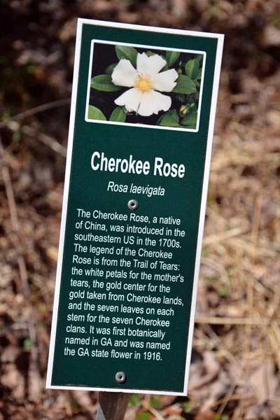 Cheorkee Rose