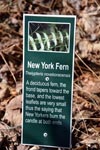 New York Fern