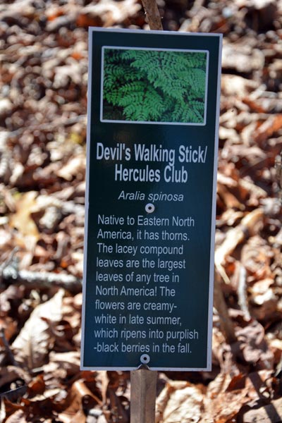 Devils Walking Stick Hercules Club