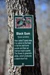Black Gum Tree