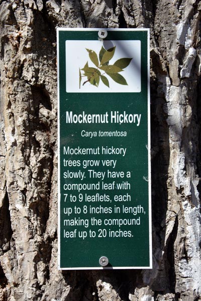 Mockernut Hicory Tree