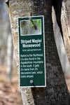 Striped Maple Moosewood Tree