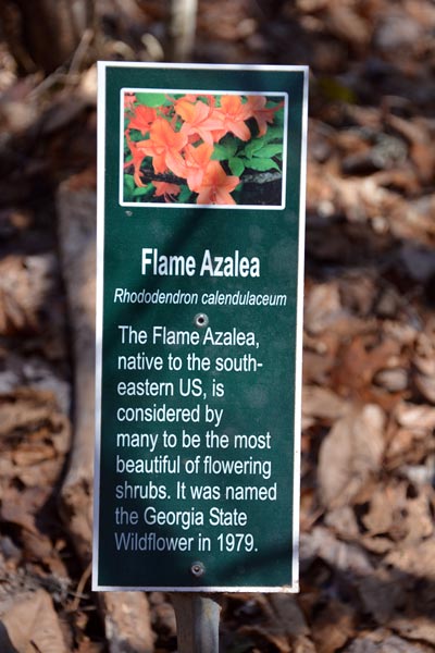 Flame Azalea