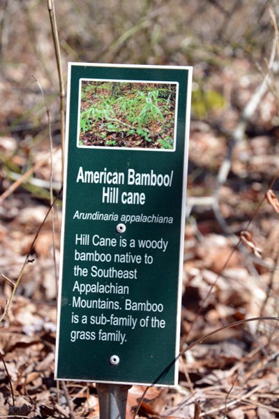 Americain Bamboo Hill Cane