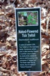 Naked Flowered Tick Treefoil