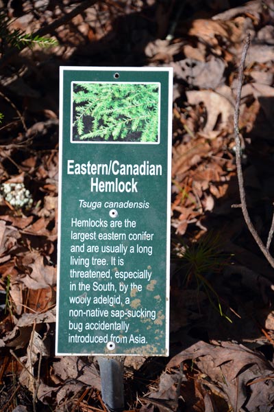 Eastern Canadian Hemlock