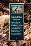 Catesby Trillium