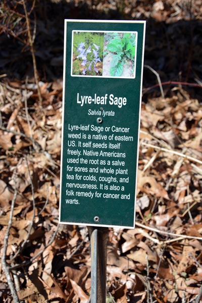 Lyre Leaf Sage
