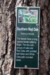 Southern Red Oak Tree