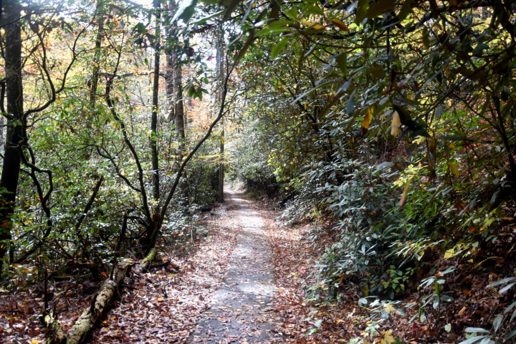 A narrow, leaf-covered trail winds through a dense forest at Flat Creek