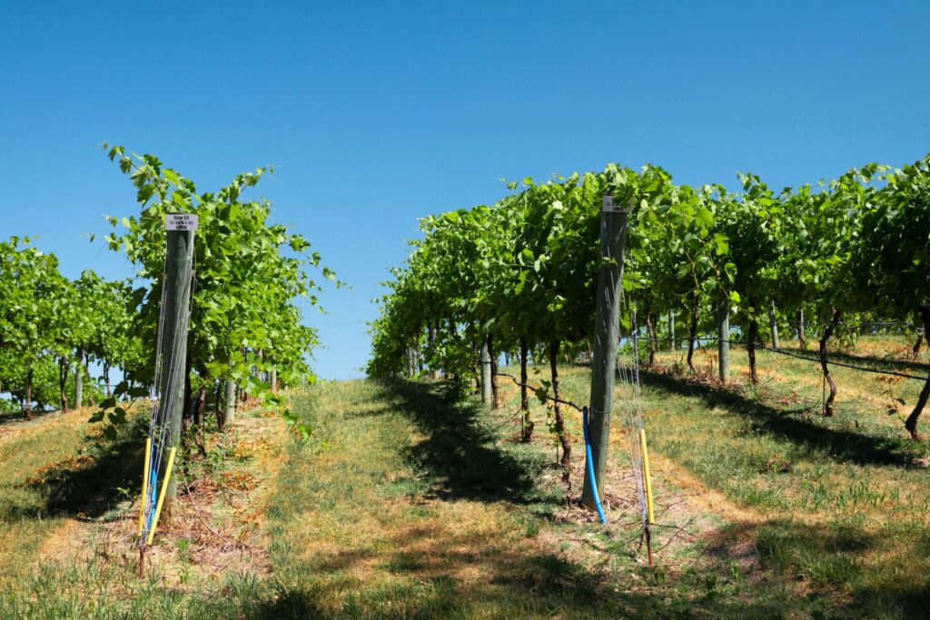 grape vine trees on green grass under blue sky during daytime
