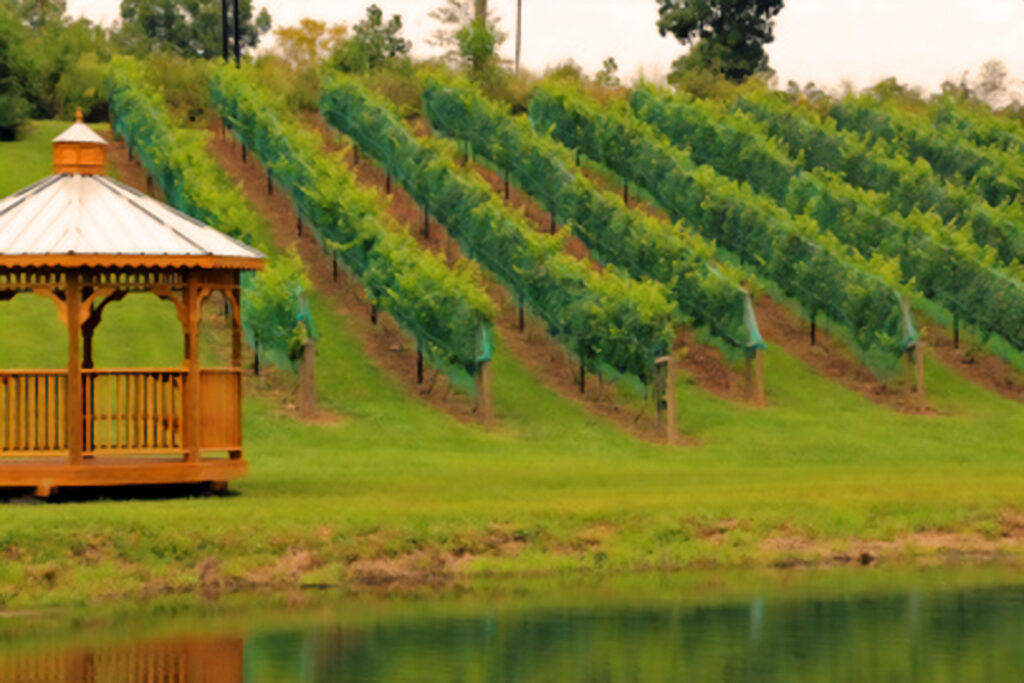 A peaceful view of a vineyard with rows of grapevines protected by green netting, sloping down a hill