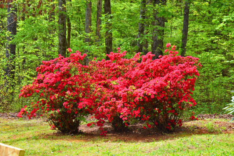 Azaleas bloom at Hamilton Gardens Hiawassee GA
