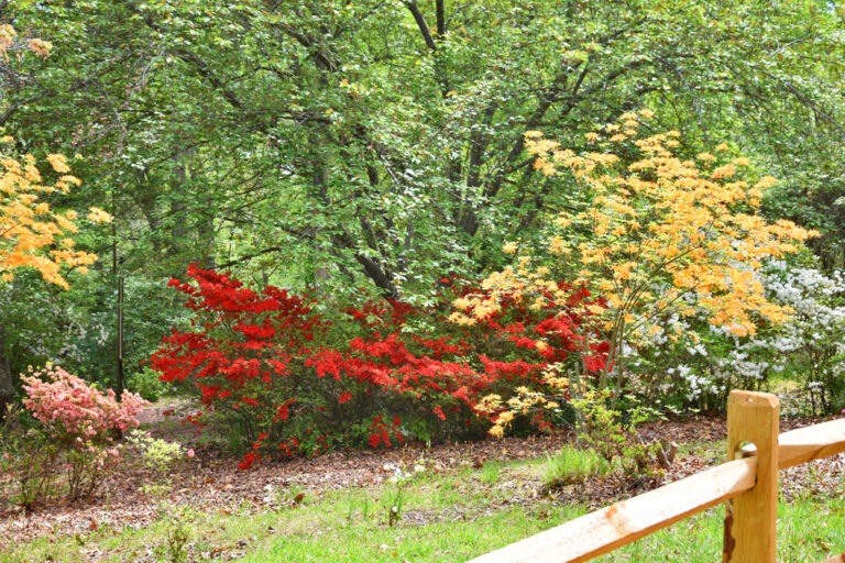 Azaleas bloom at Hamilton Gardens GA Mtn Fairgrounds