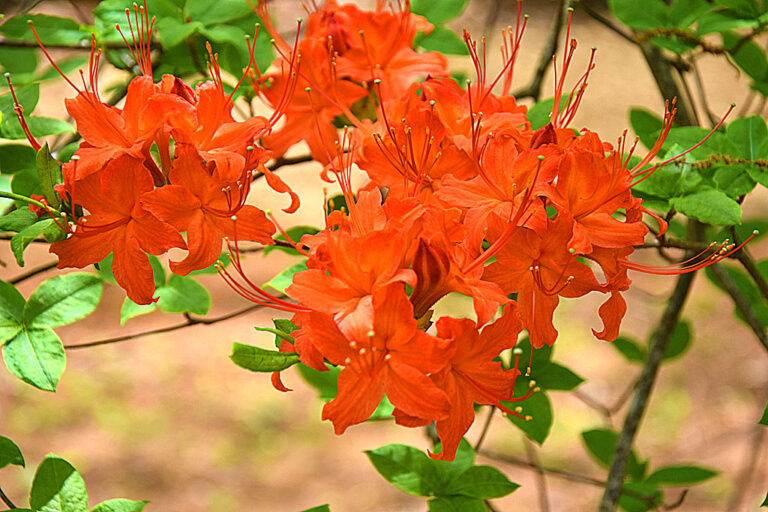 Wild Azaleas GA Mtn Fairgrounds