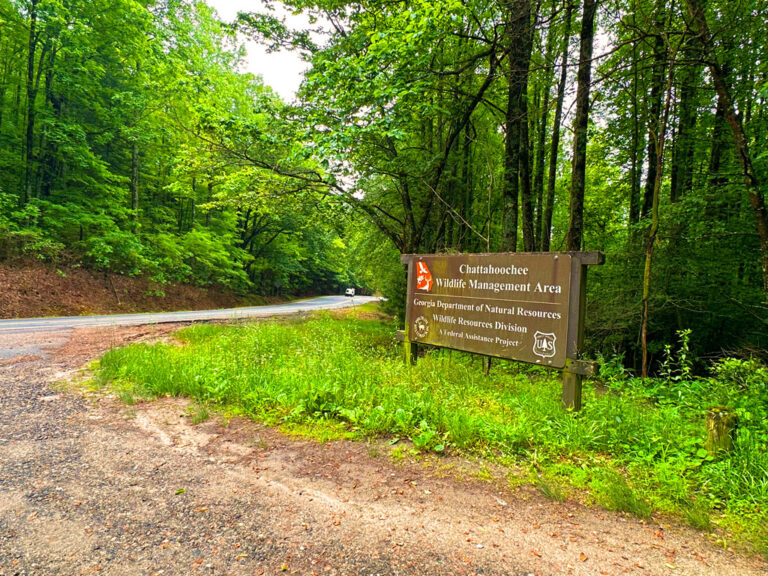 Chattahoochee wildlife management turn off