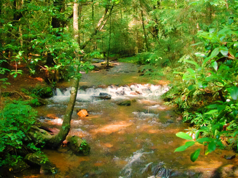 Hiking Trails of the North Georgia mountains