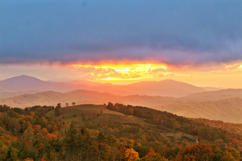 Sylva