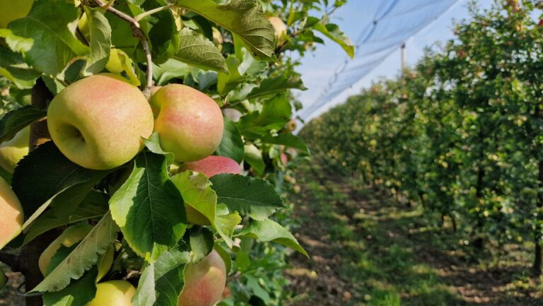 a bunch of apples hanging from a tree